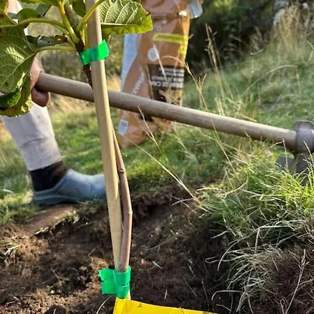 Avo Zizi Villa *
